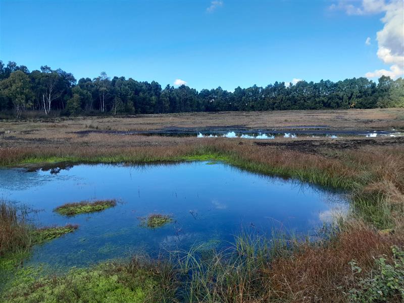 Accompanying image